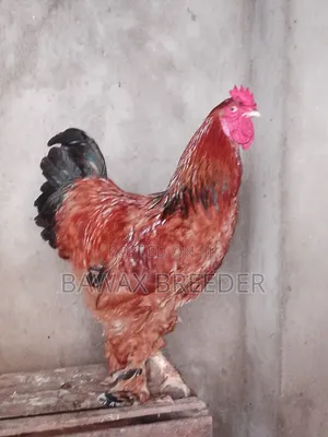 Pure Fully Matured Brahma Cock for Sale.