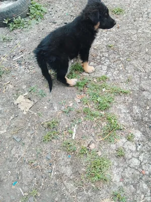 1-3 months Female Purebred German Shepherd