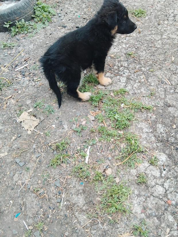 1-3 months Female Purebred German Shepherd