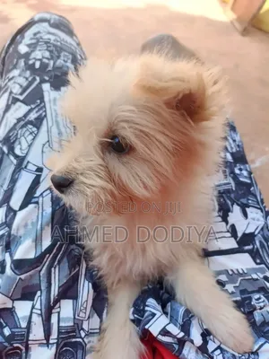 3-6 months Female Purebred Chihuahua