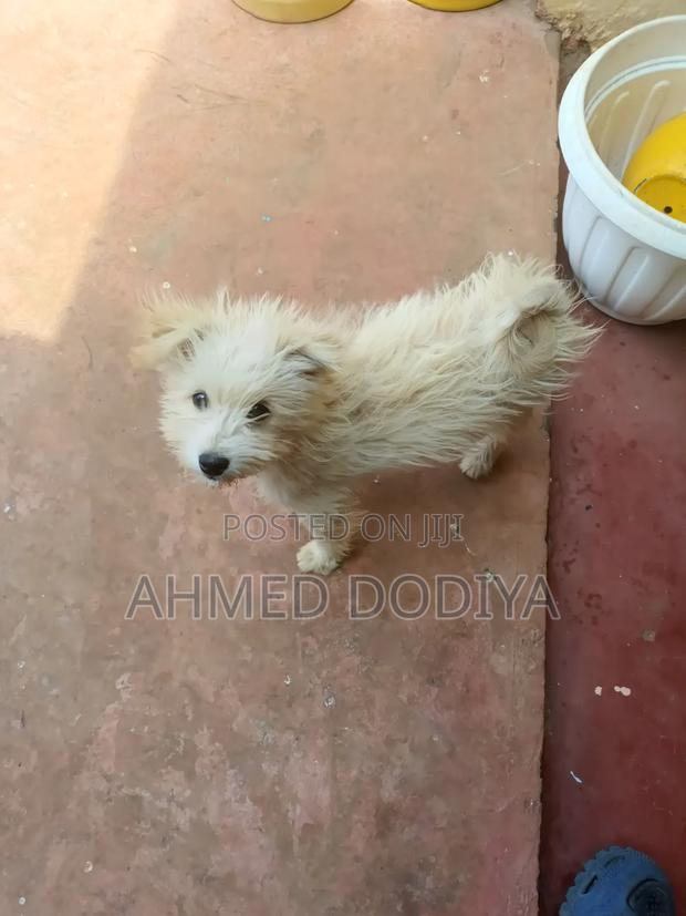 3-6 months Female Purebred Chihuahua - thumbnail 2