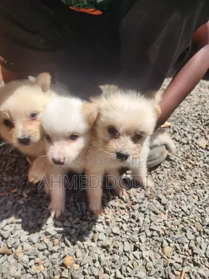 3-6 months Female Purebred Chihuahua