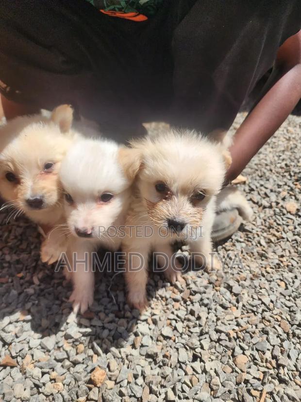 3-6 months Female Purebred Chihuahua - thumbnail 4