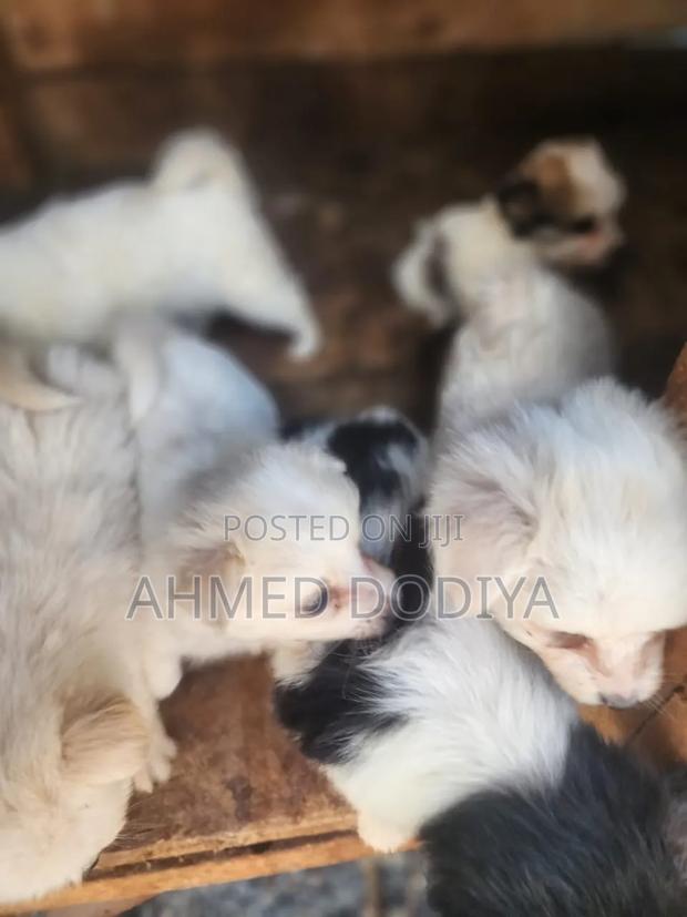 3-6 months Female Purebred Chihuahua - thumbnail 5