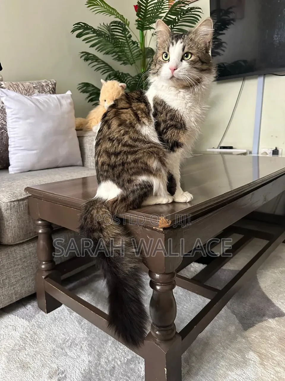 1+ year Female Purebred Ragdoll