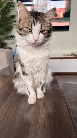 1+ year Female Purebred Ragdoll