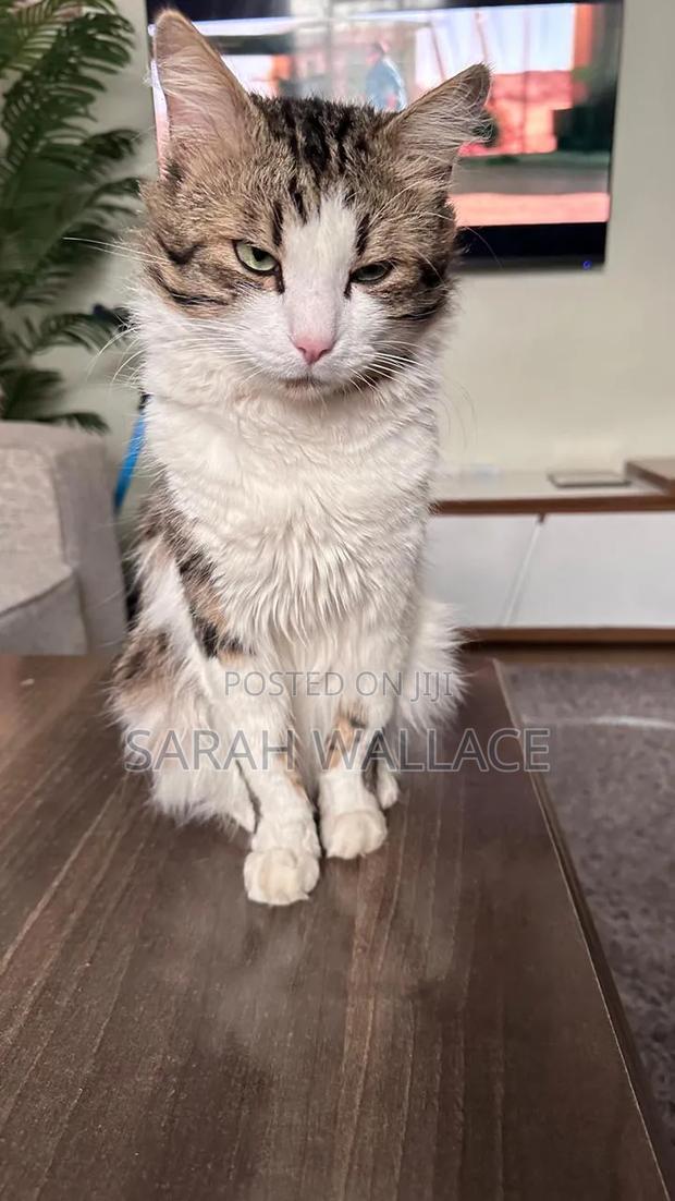 1+ year Female Purebred Ragdoll - thumbnail 2