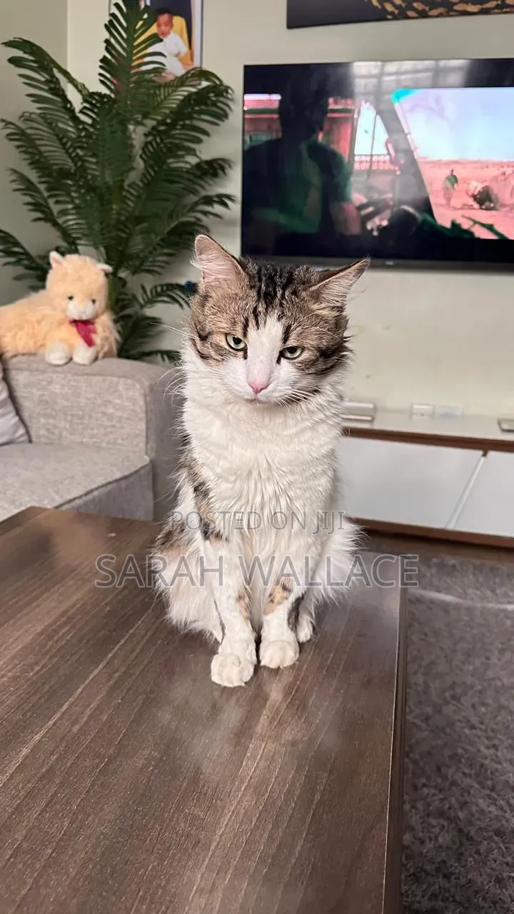 1+ year Female Purebred Ragdoll