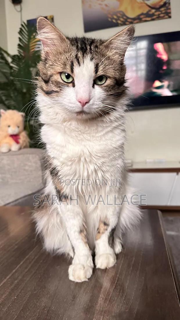 1+ year Female Purebred Ragdoll - thumbnail 4