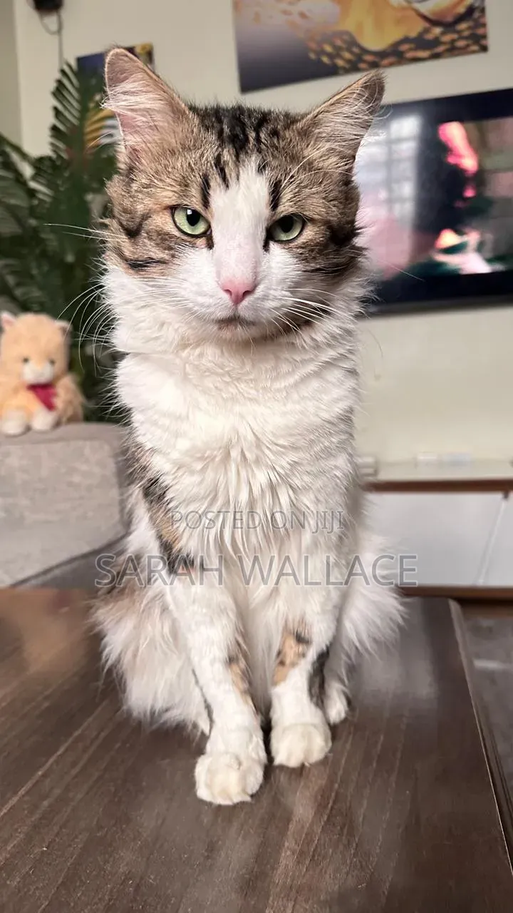 1+ year Female Purebred Ragdoll