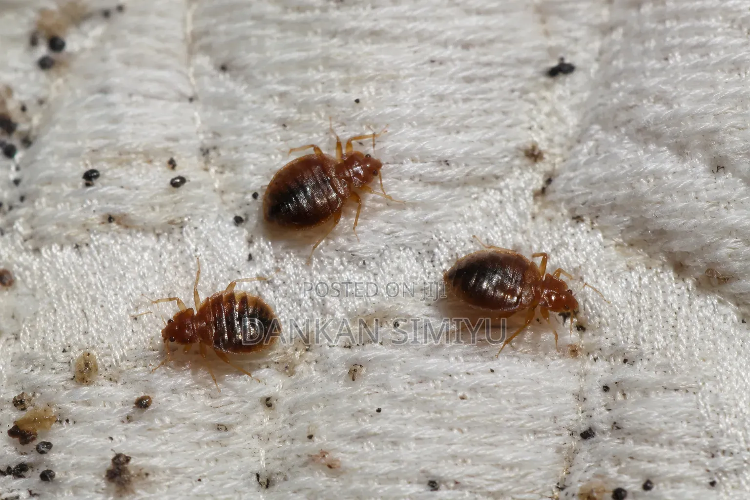 Bed Bugs Control Extermination Services