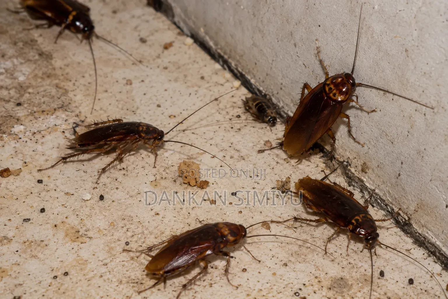 Cockroach Control Extermination Services
