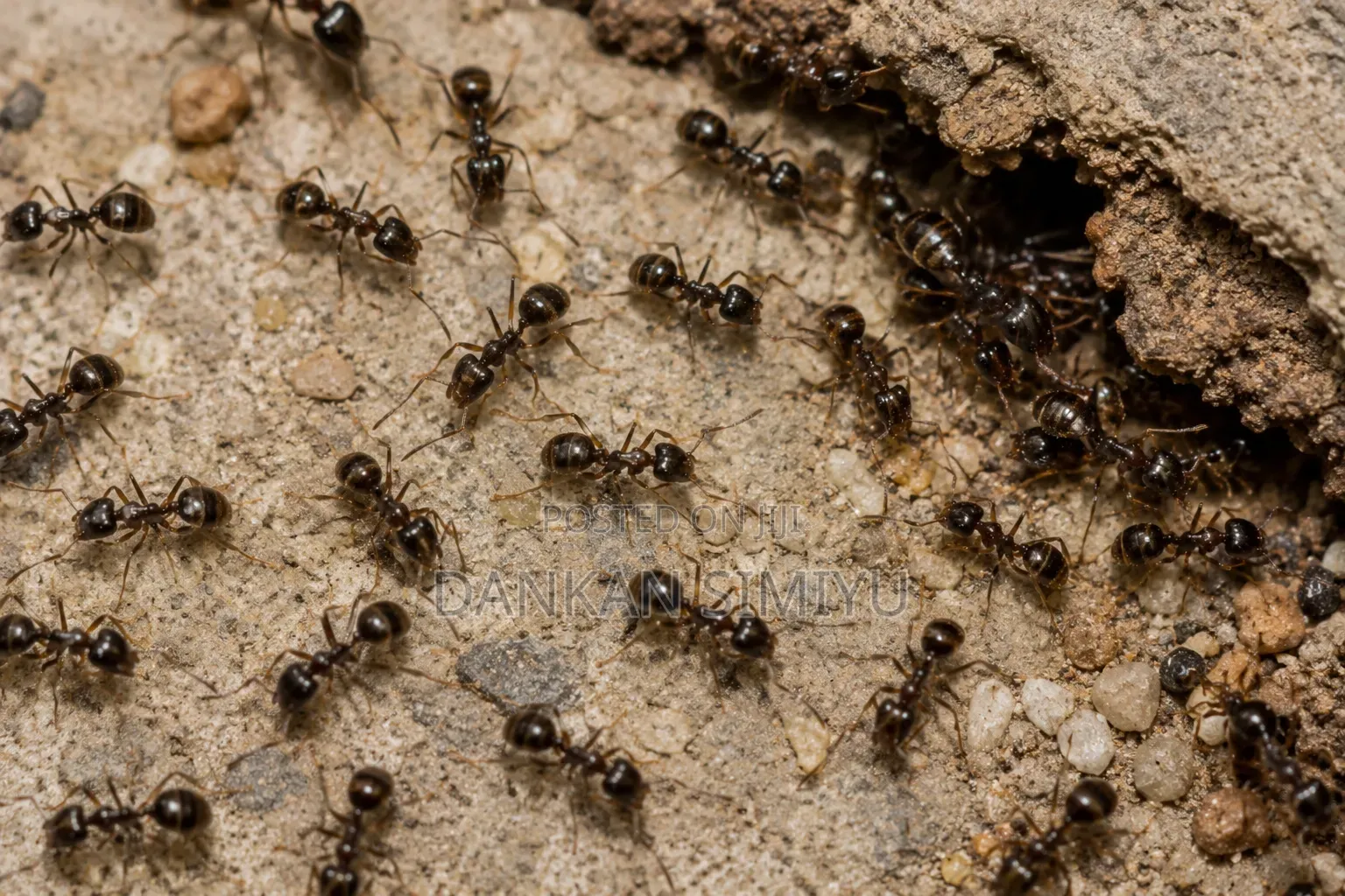 Ants Control Extermination Services