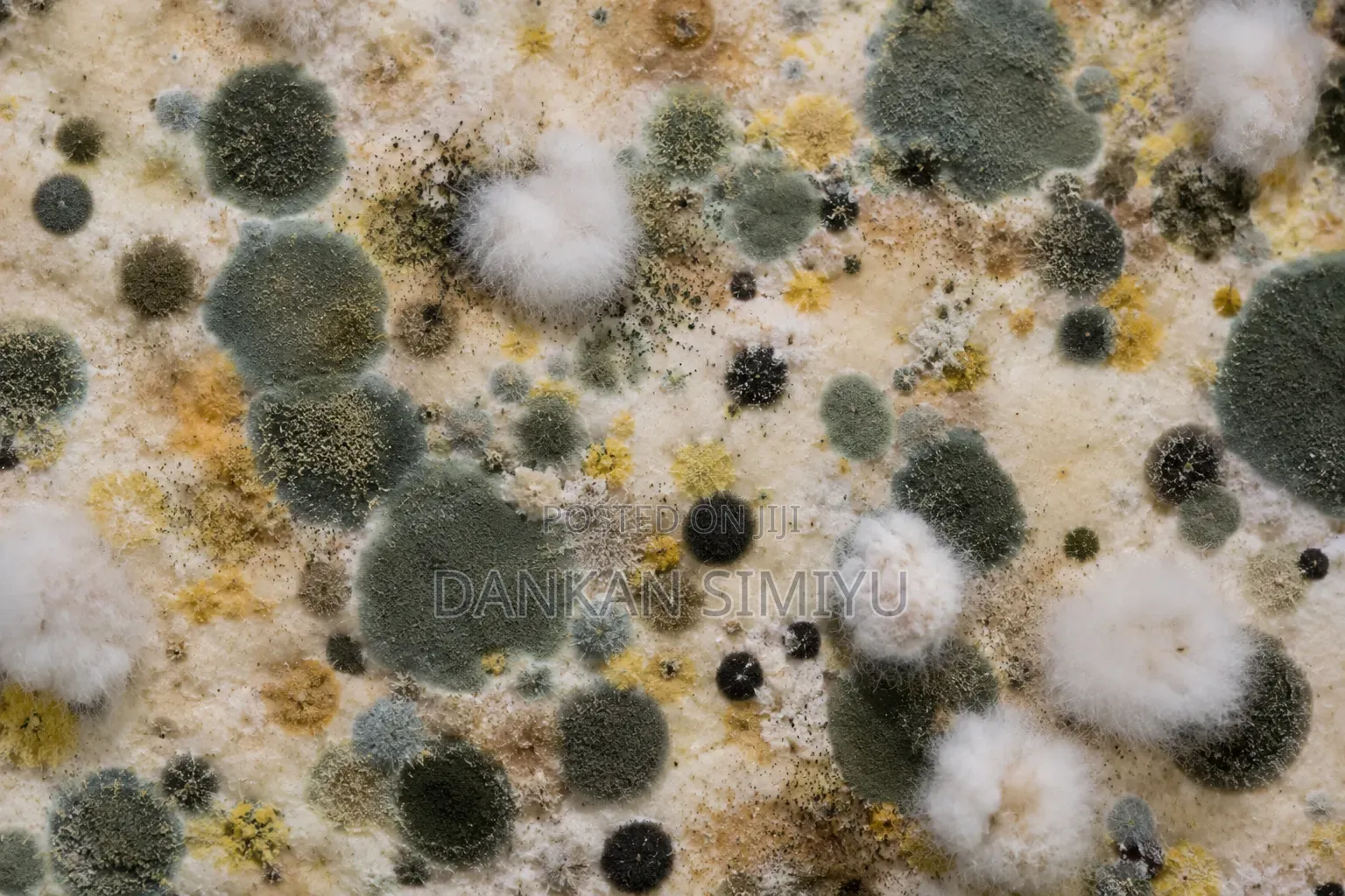 Mold Removal Disinfection Services