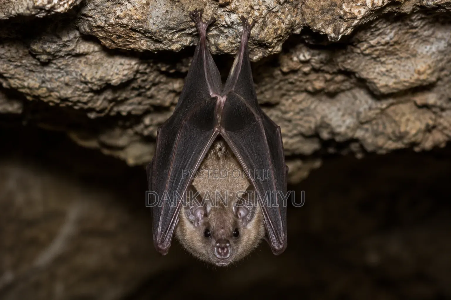 Bat Control Removal Services