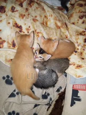 1-3 months Male Mixed Breed American Shorthair