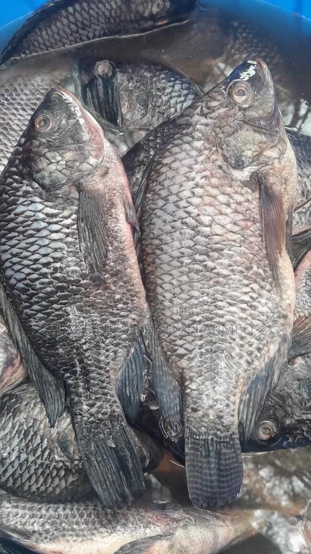 Tilapia Fish Fried and Raw