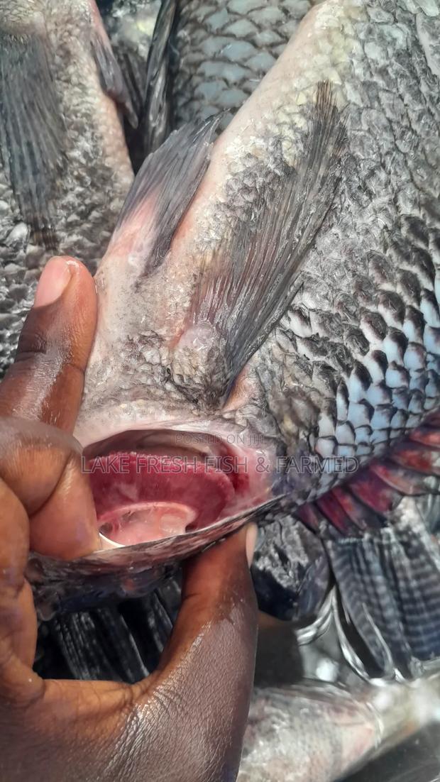 Tilapia Fish Fried and Raw - thumbnail 2