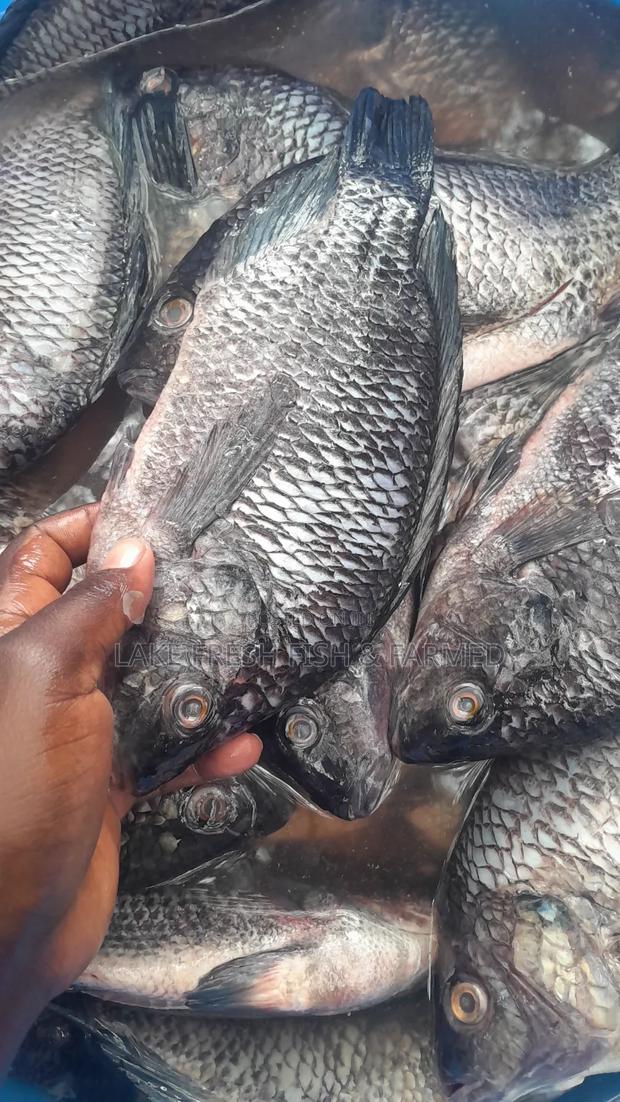 Tilapia Fish Fried and Raw - thumbnail 3
