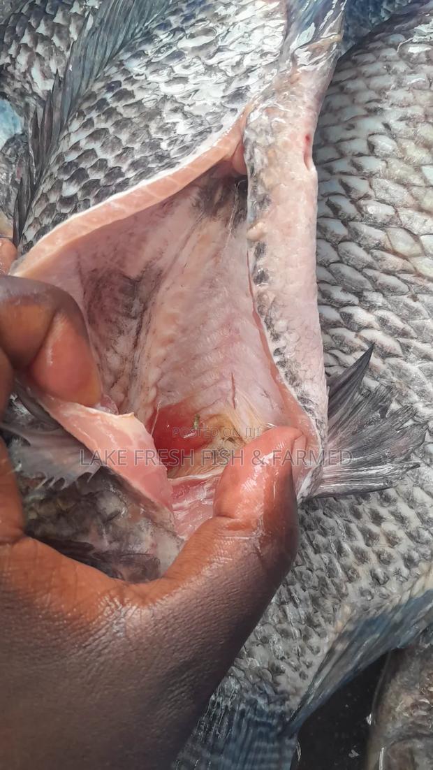 Tilapia Fish Fried and Raw - thumbnail 4