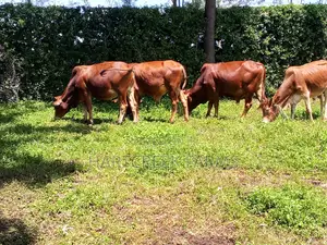 Sahiwal Fattening Bulls