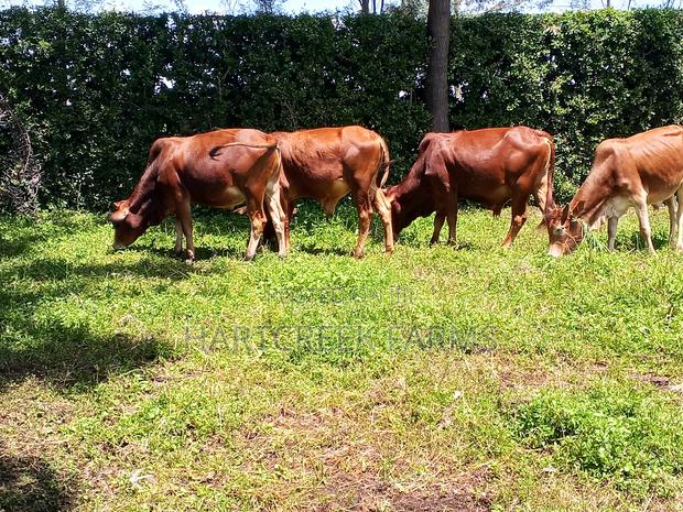 Sahiwal Fattening Bulls