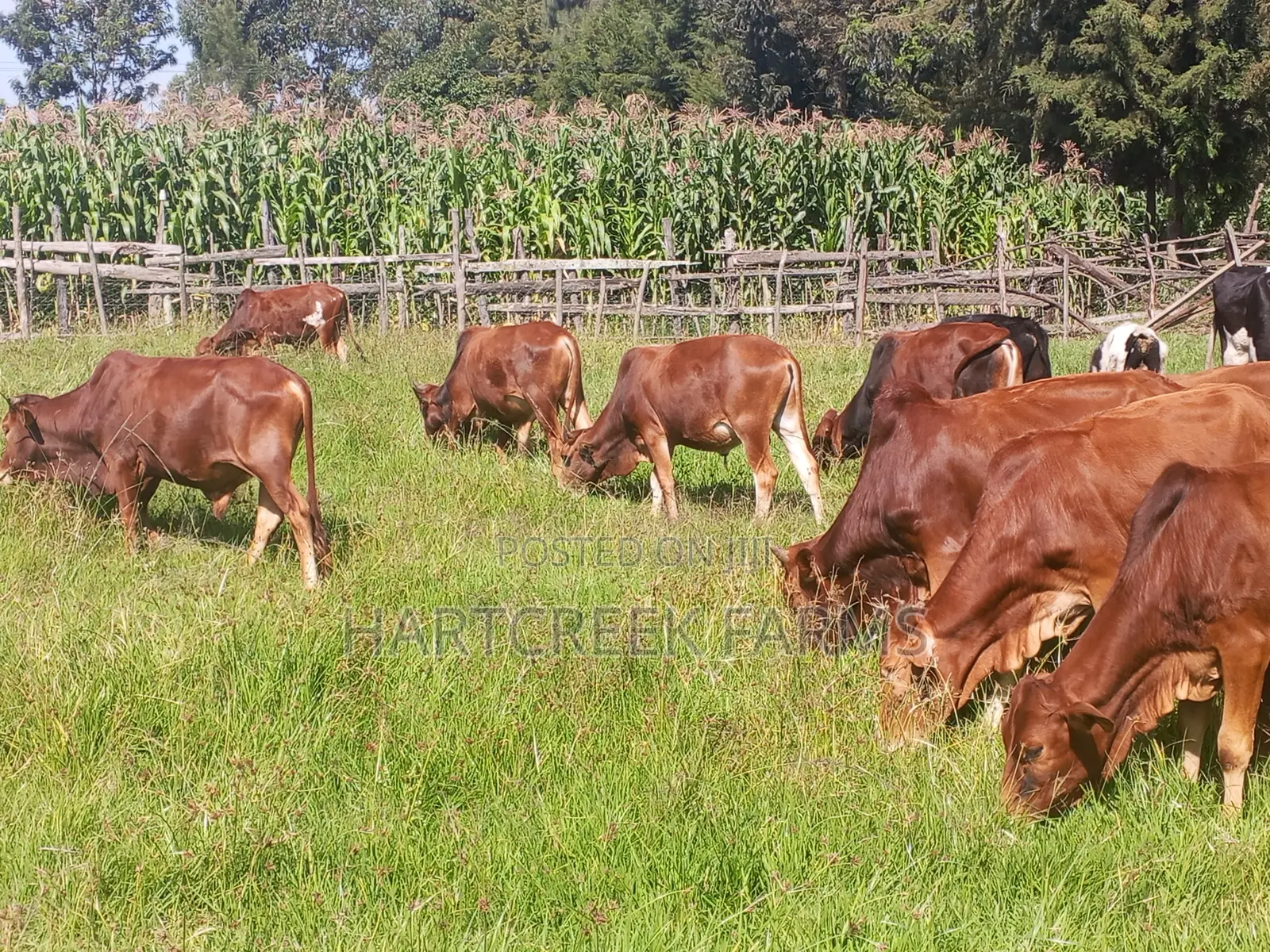 Sahiwal Fattening Bulls