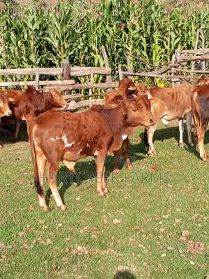 Sahiwal Fattening Bulls