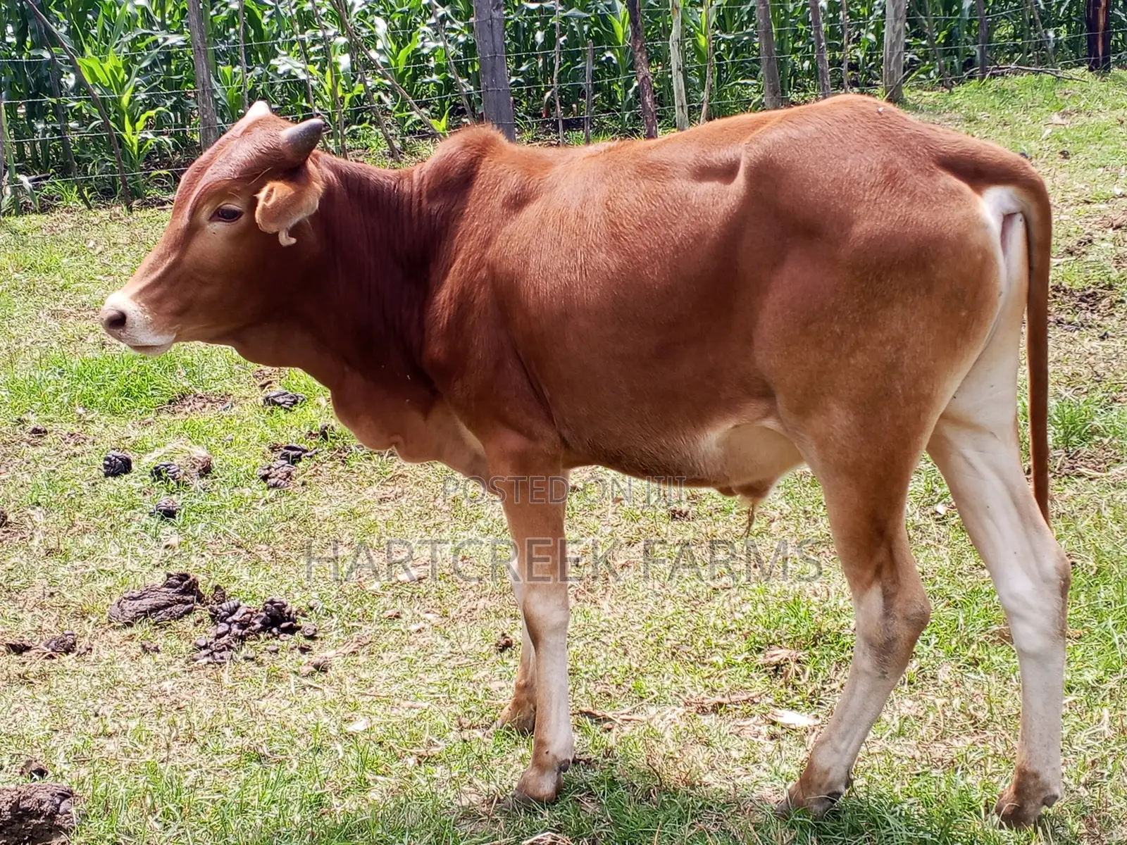 Sahiwal Fattening Bulls