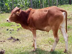 Sahiwal Fattening Bulls