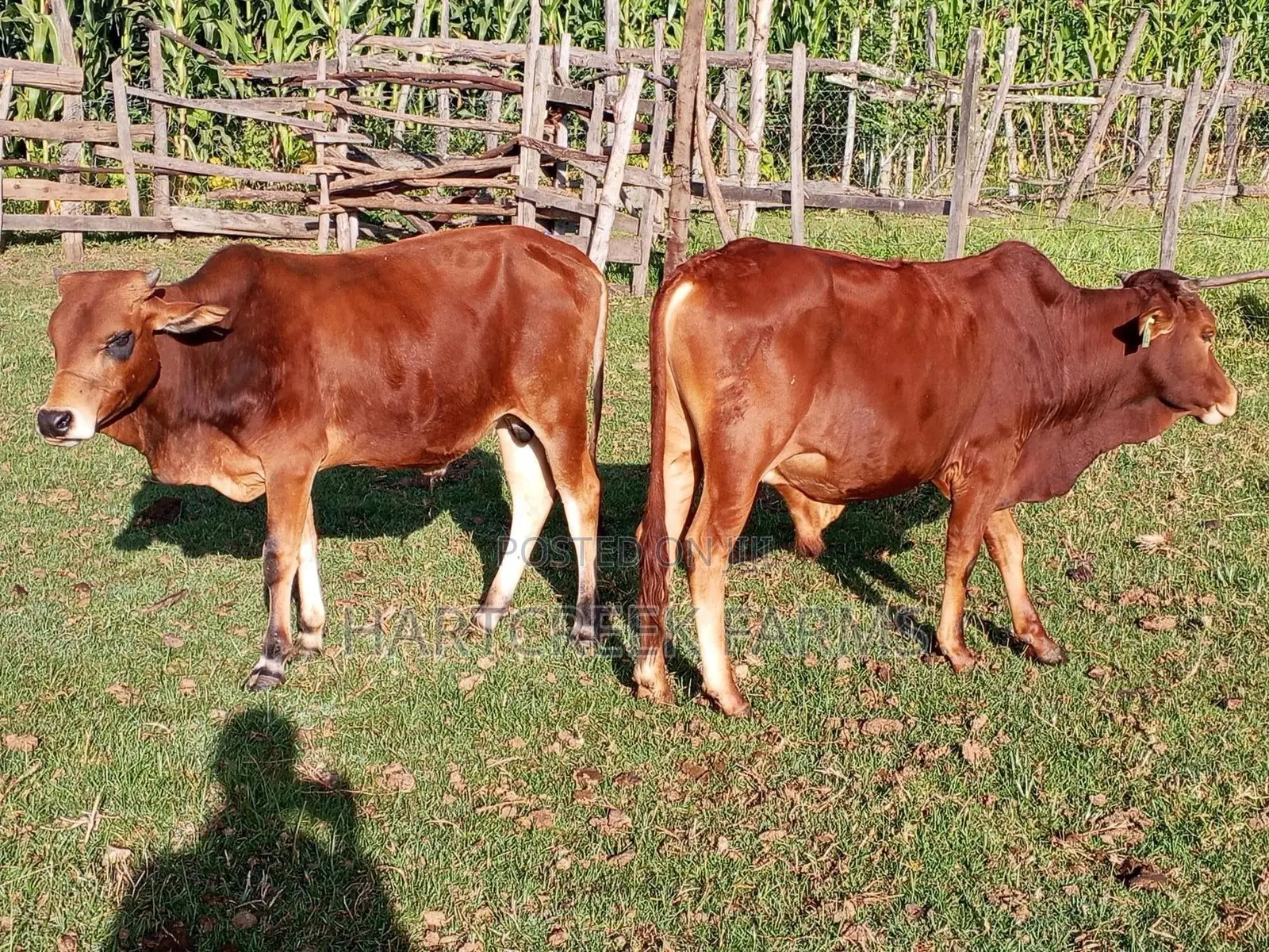Sahiwal Fattening Bulls