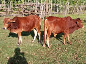 Sahiwal Fattening Bulls