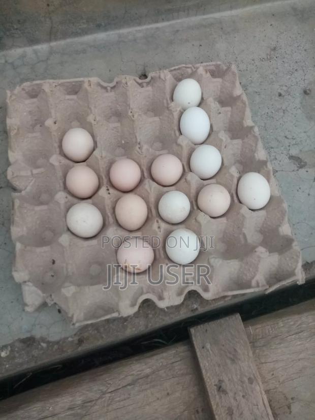Silkie Eggs - thumbnail 2