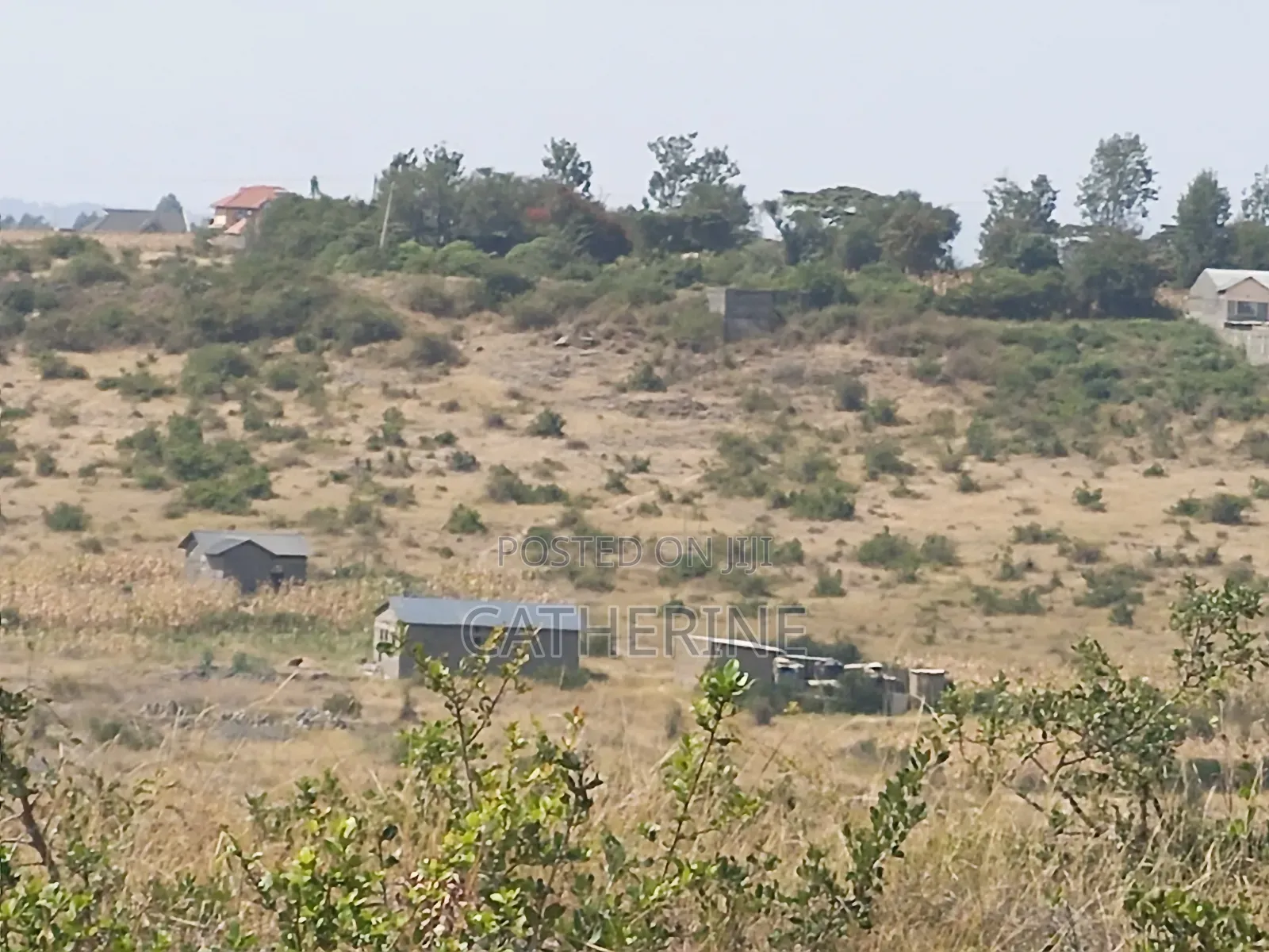 Juja Farm Mwireri