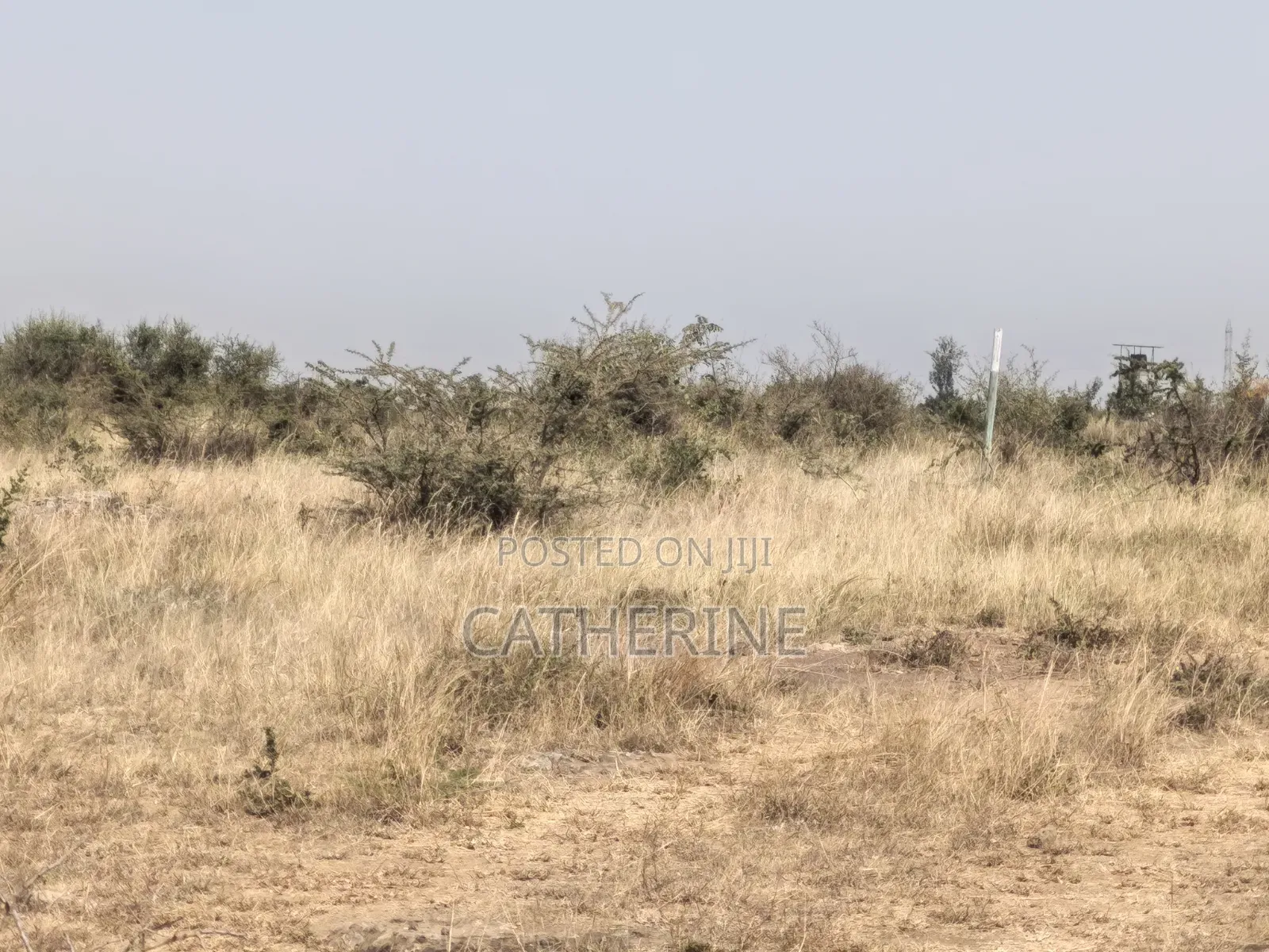 Juja Farm Mwireri