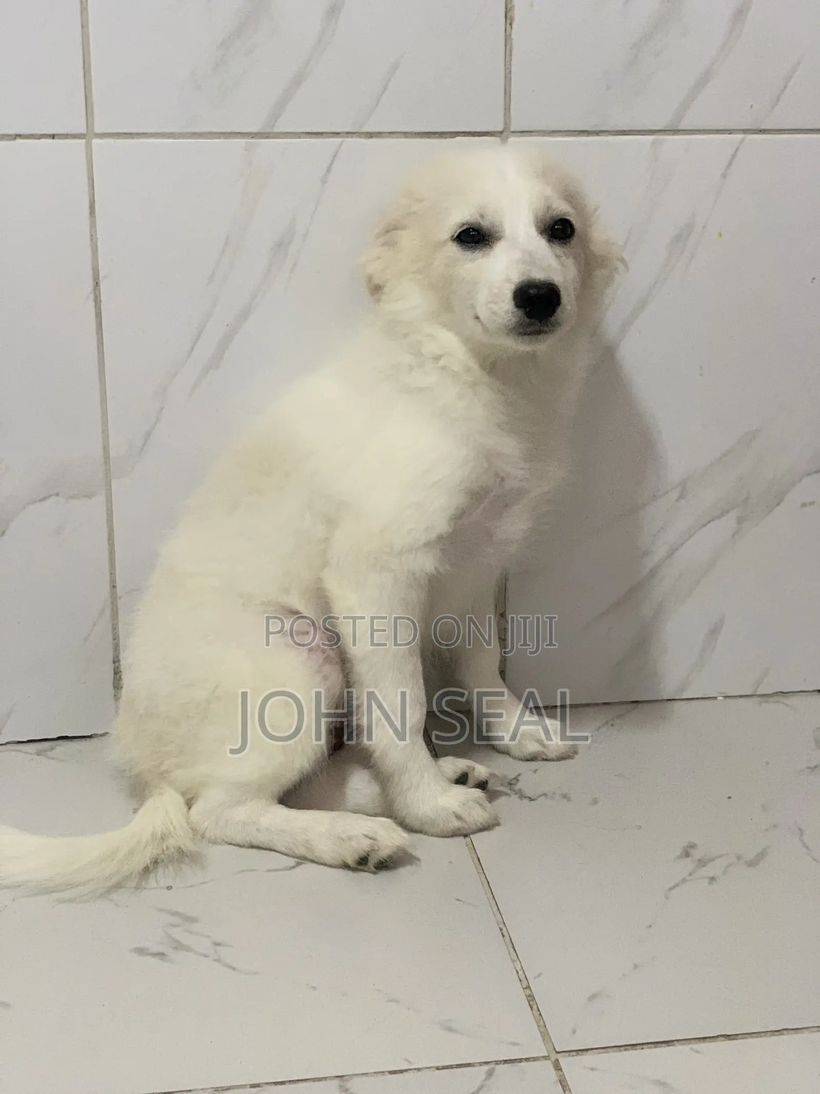 1-3 months Female Purebred Japanese Spitz
