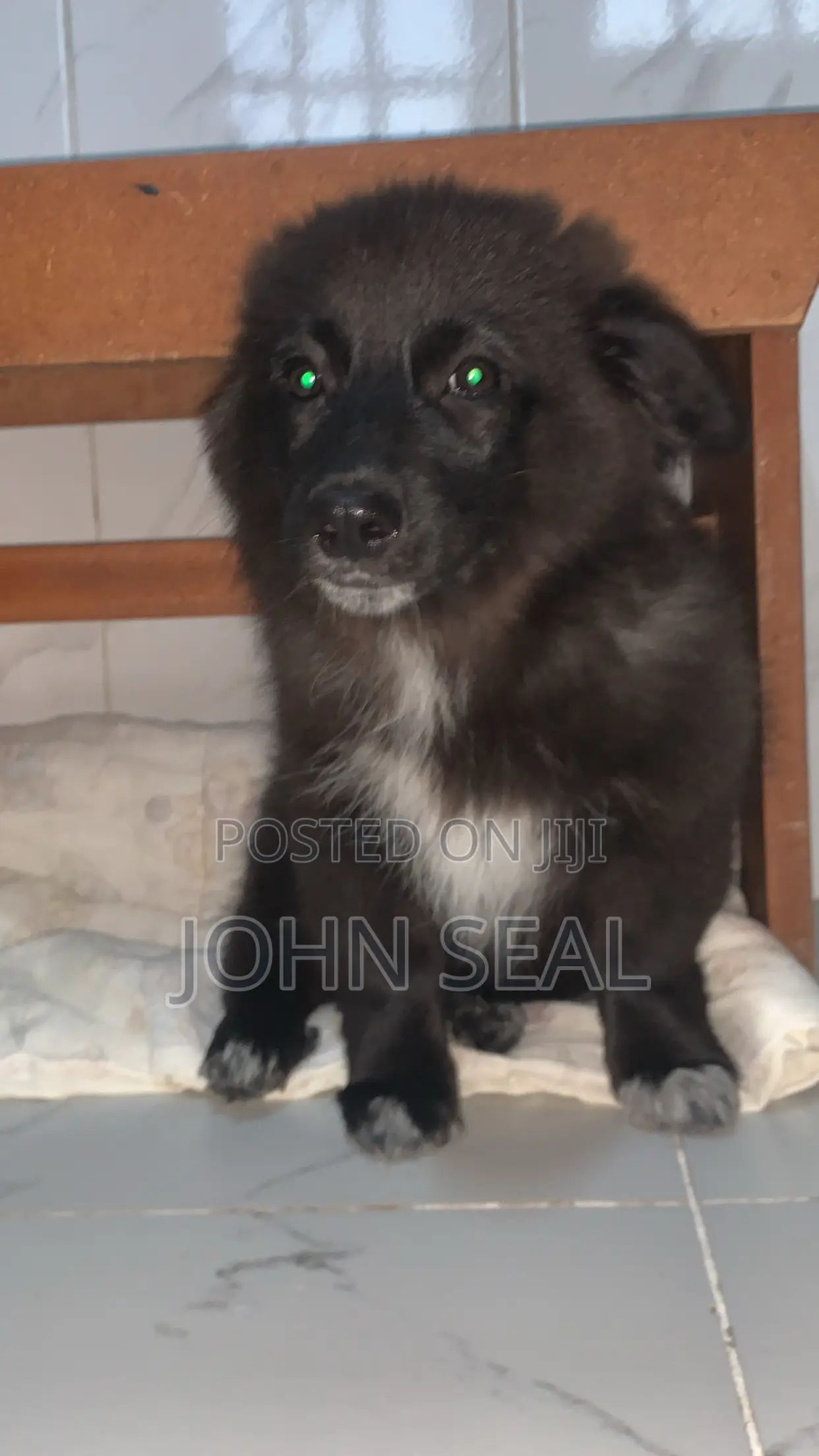 1-3 months Male Purebred Japanese Spitz