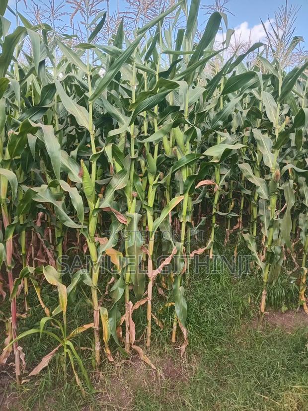 Maize For Silage - thumbnail 2