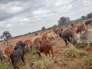 Maasai Cows for Sale
