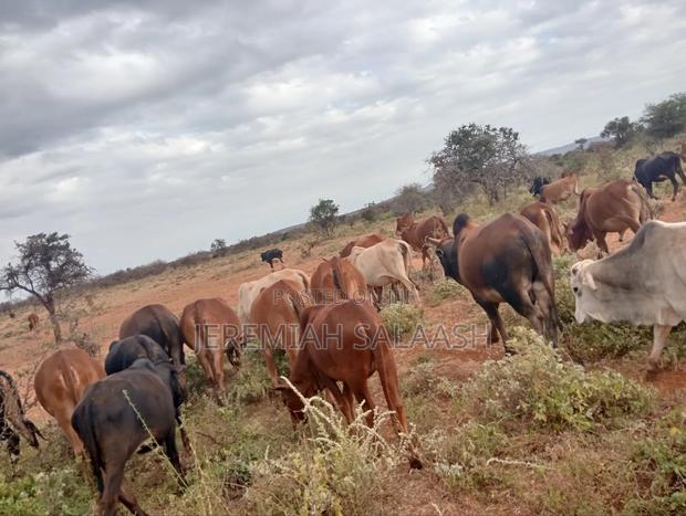 Maasai Cows for Sale