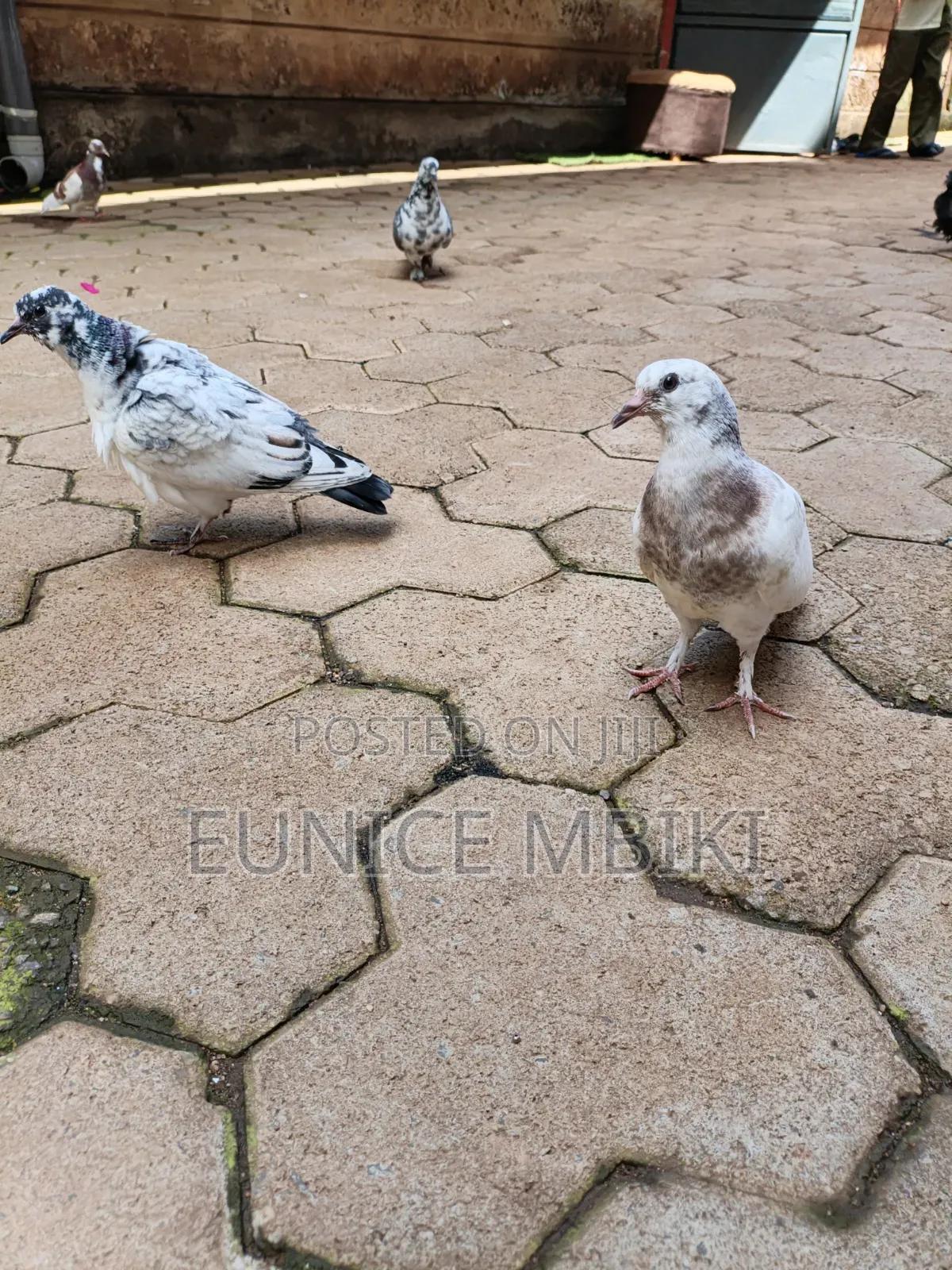 Pigeons for Sale