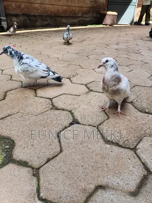 Pigeons for Sale