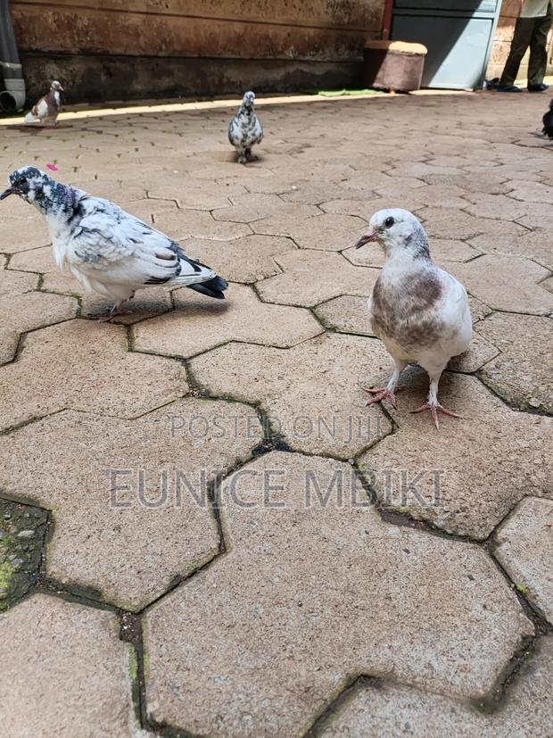 Pigeons for Sale - thumbnail 2