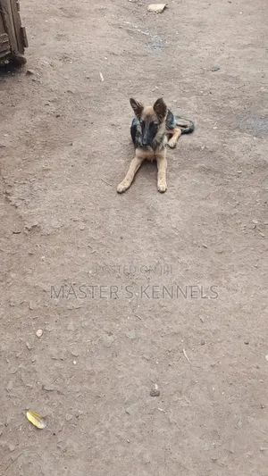 3-6 months Female Purebred German Shepherd