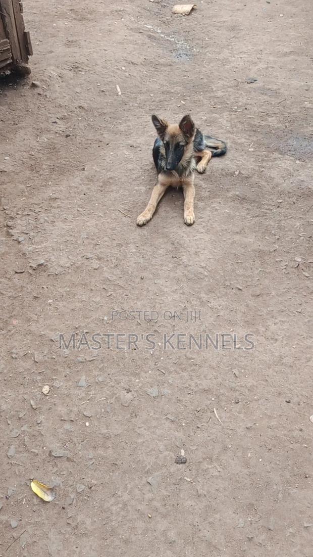 3-6 months Female Purebred German Shepherd