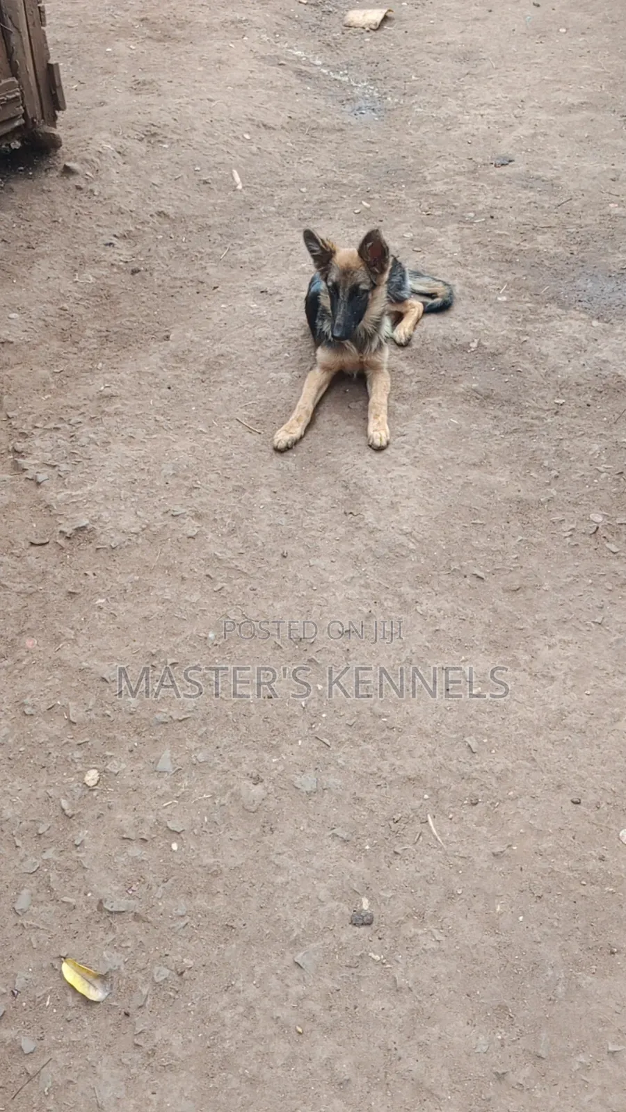 3-6 months Female Purebred German Shepherd