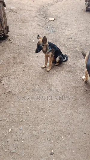 3-6 months Female Purebred German Shepherd
