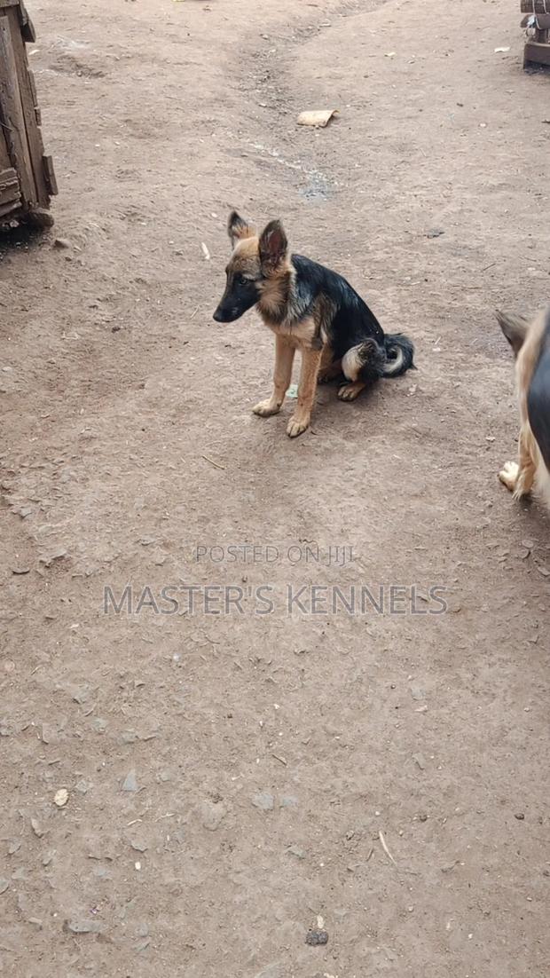 3-6 months Female Purebred German Shepherd - thumbnail 2