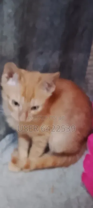 3-6 months Male Purebred Cat