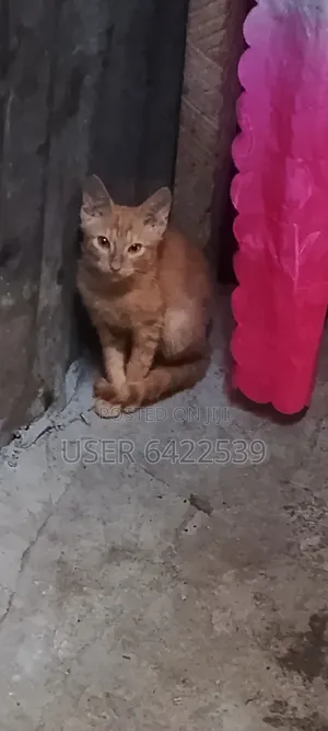 3-6 months Male Purebred Cat